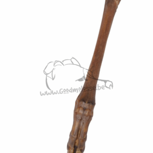 Patte inférieure de cerf